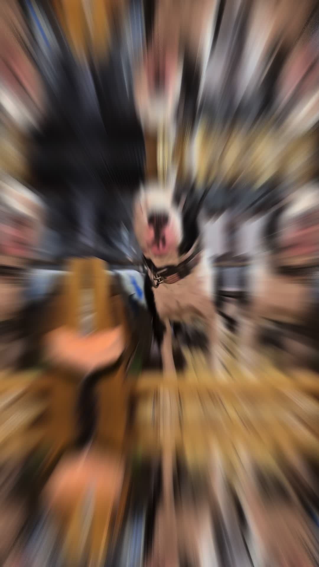 @🇲🇲JACK🔥Apbt Game Dog🔥