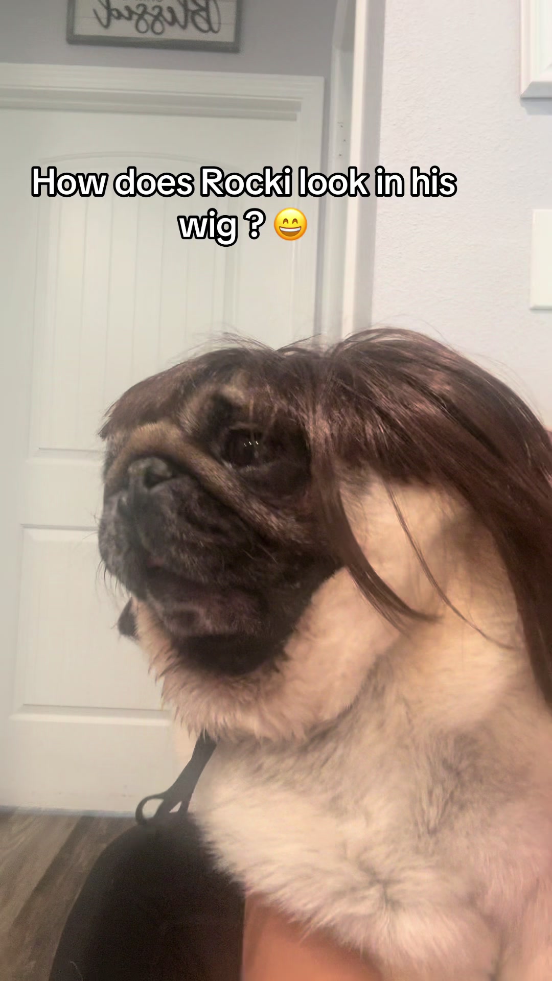 @Rocki the Pug ๐ถ
