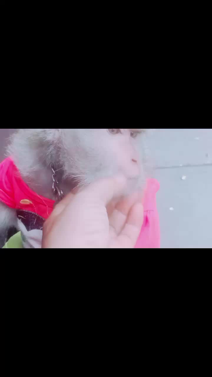 @SAHABAT SI MOMO