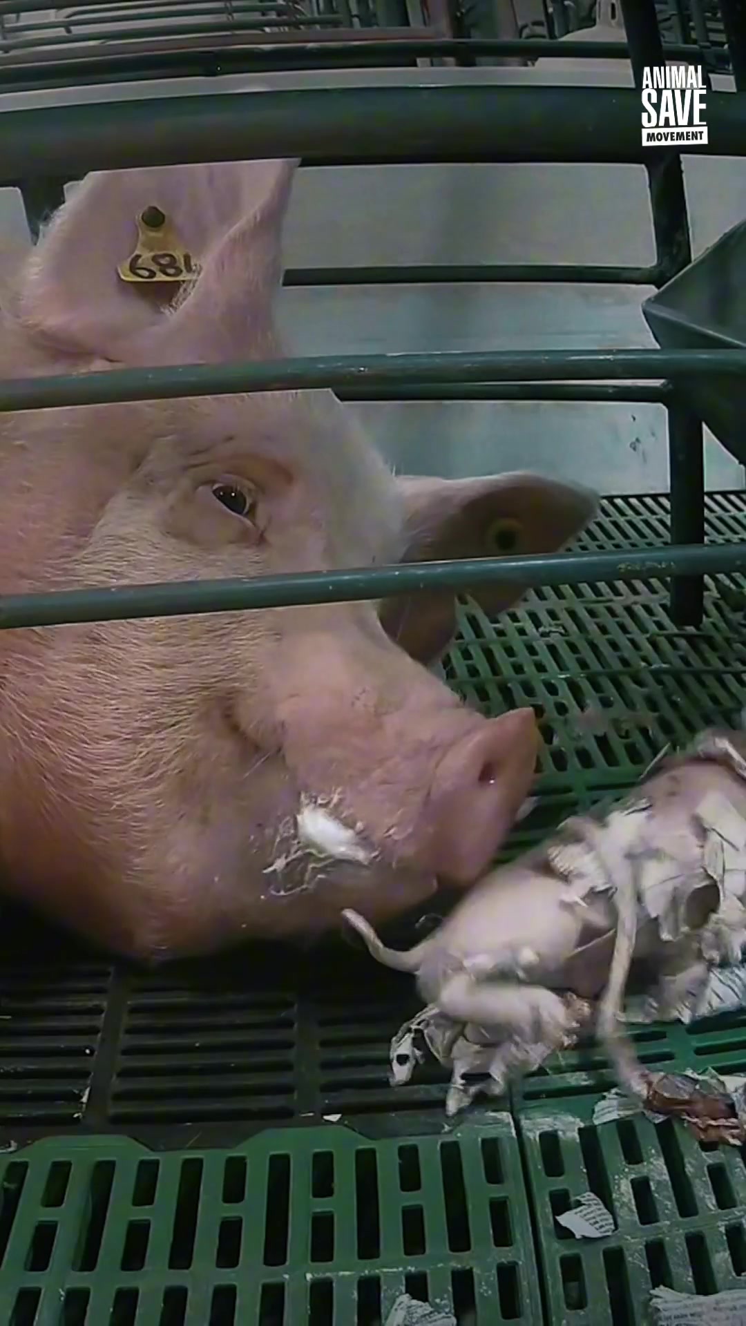 @Animal Save Movement