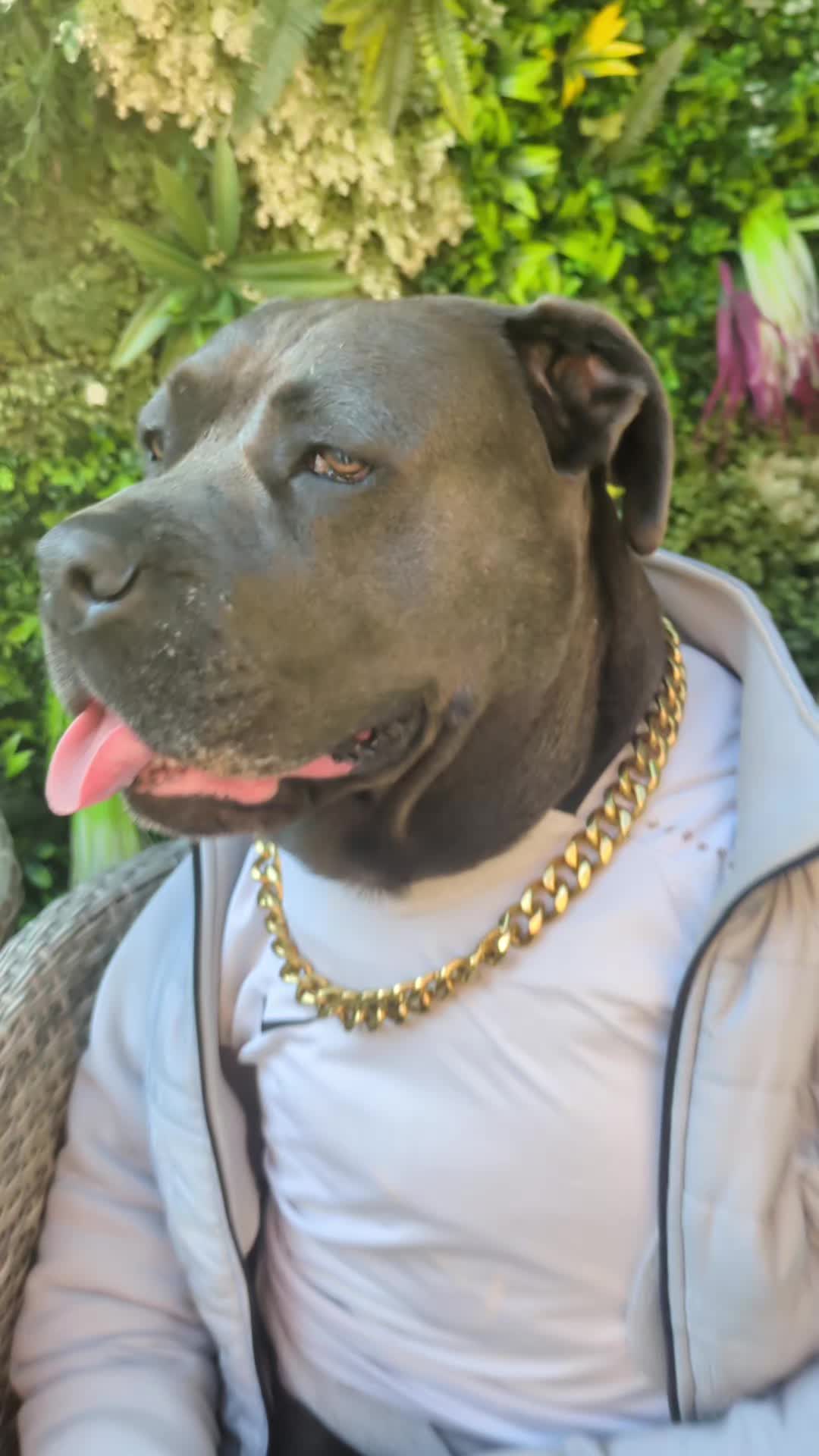 @mist_the_canecorso