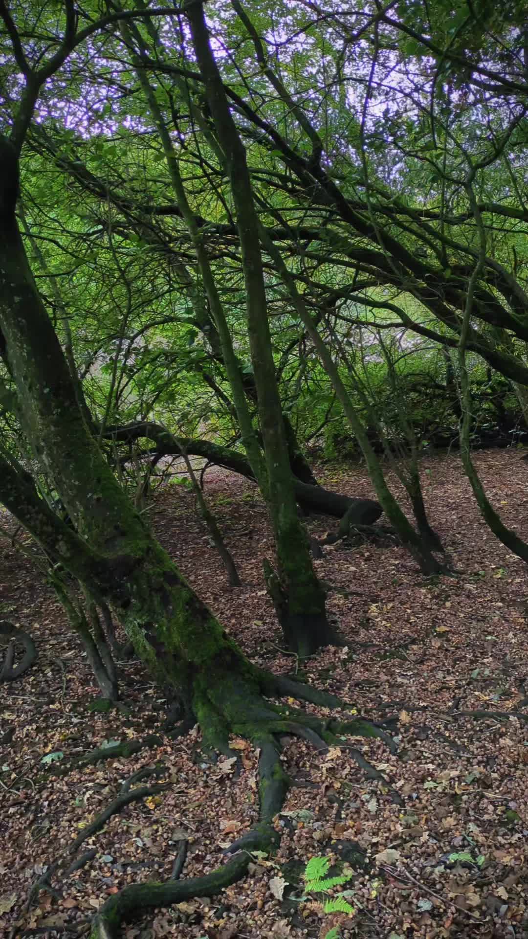 @Whispers of Nature