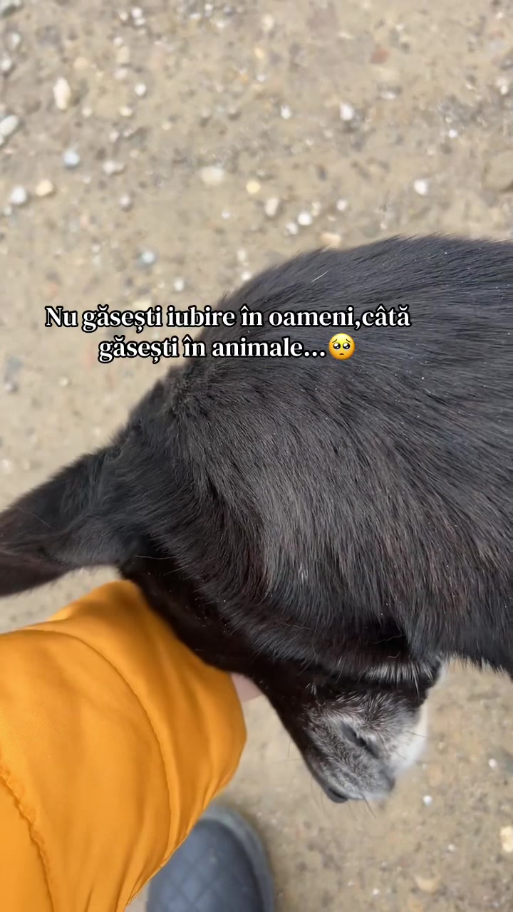 @ionelaionela852