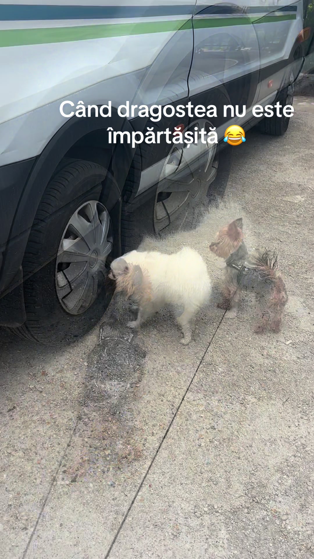 @Yoshi 🐾💙