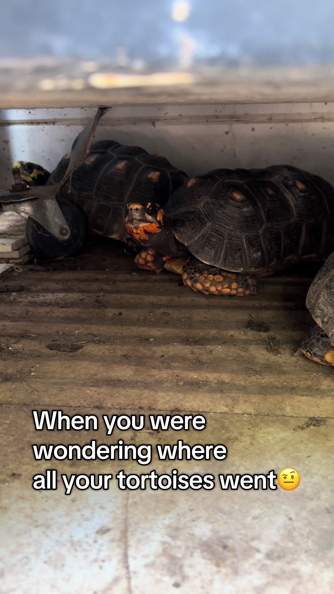 @tortoises sxm🐢