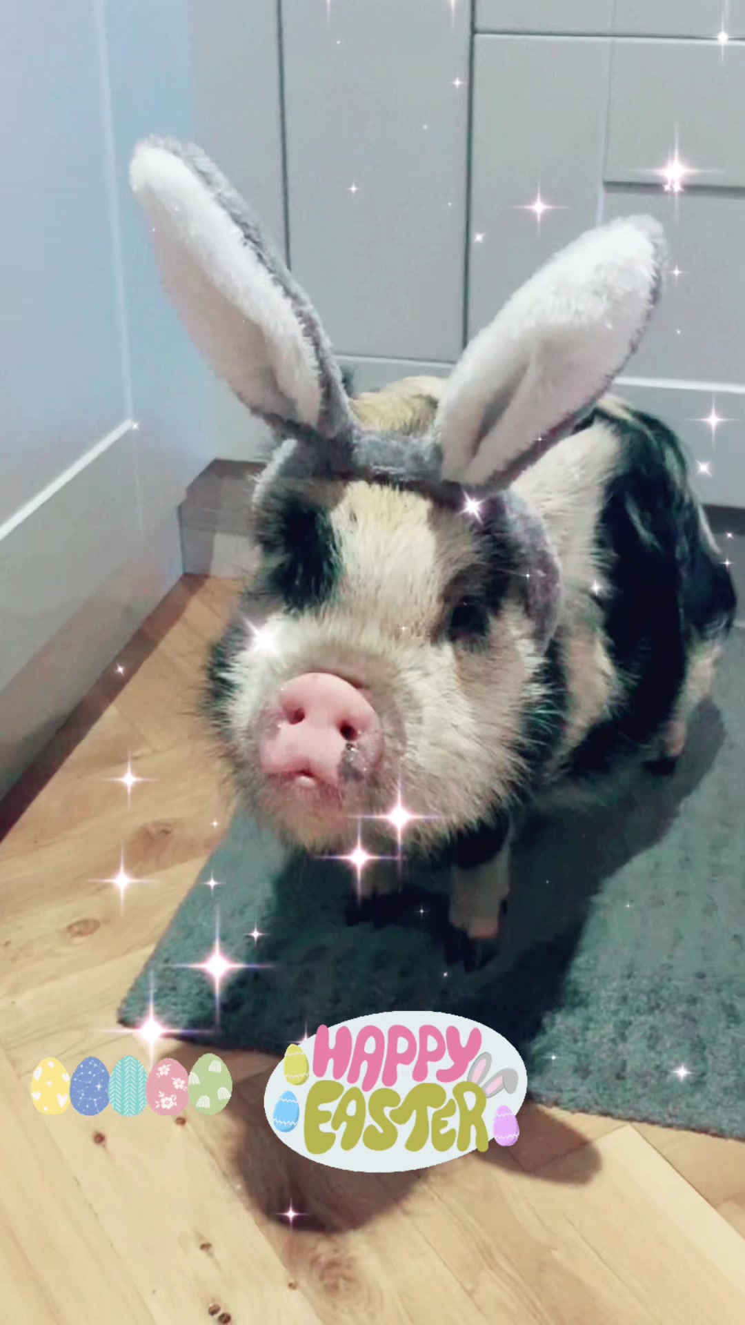 @Pig in the house