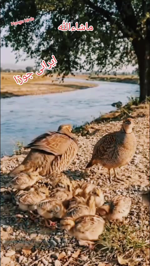@★彡[ʜᴀɴɢᴜ ʙɪʀᴅꜱ]彡★