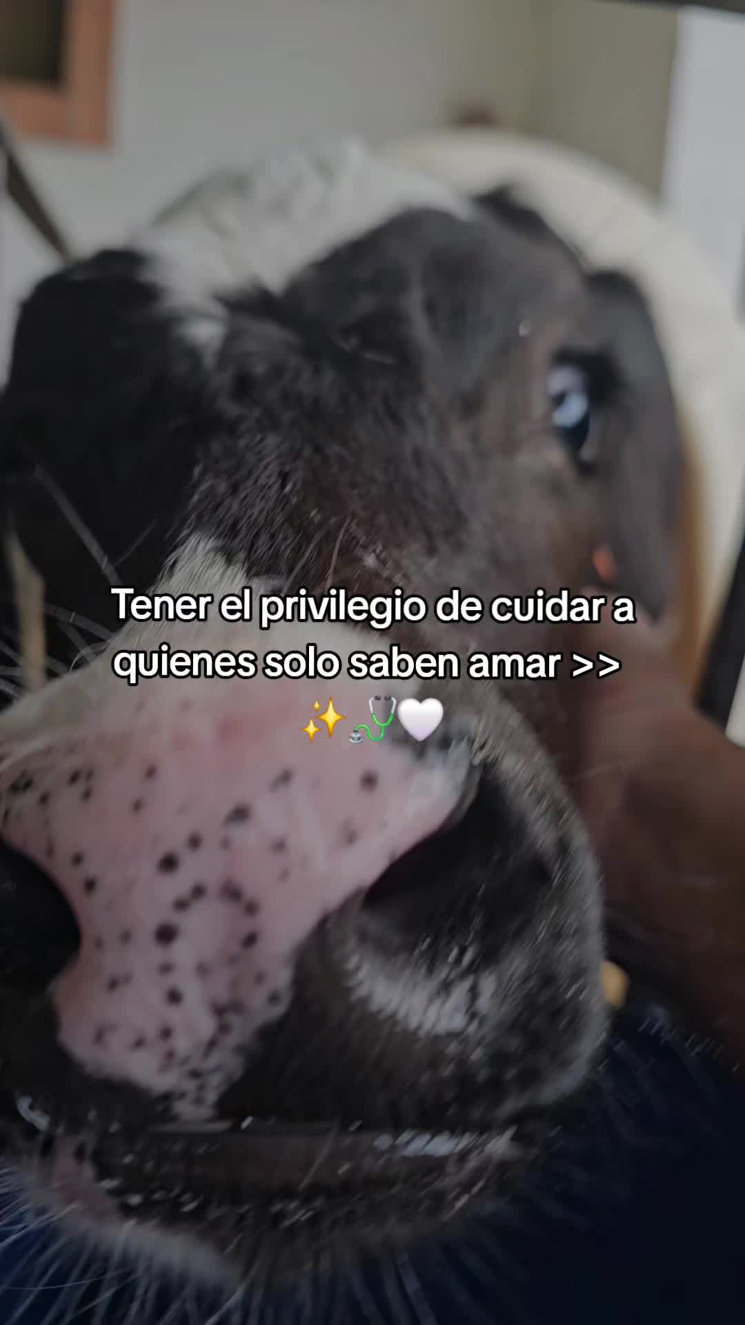 @Lara Tabares 🩺🐄
