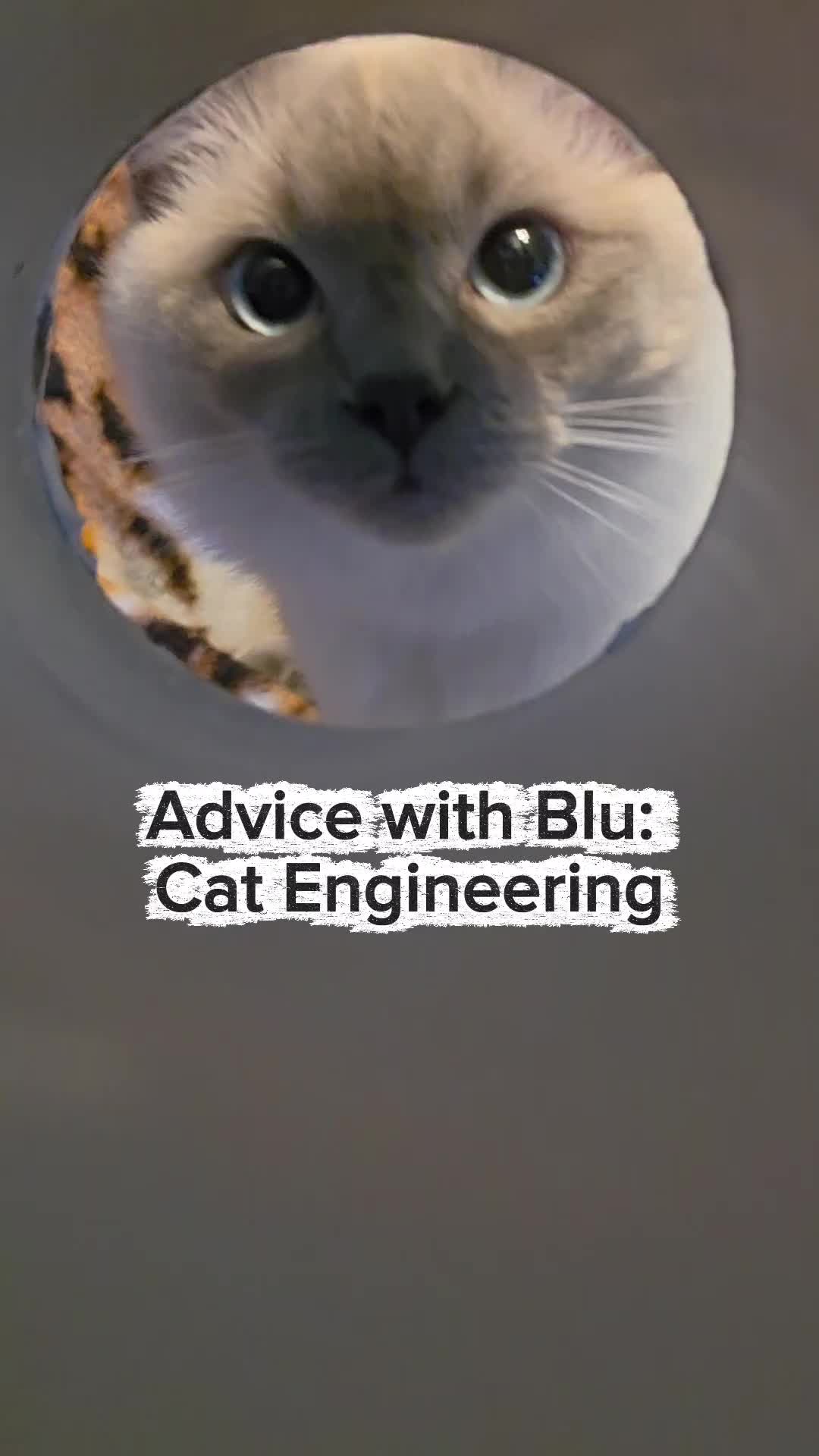 @DailyDoseOfBlu💙