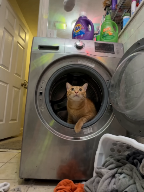 @The Feline Glitch