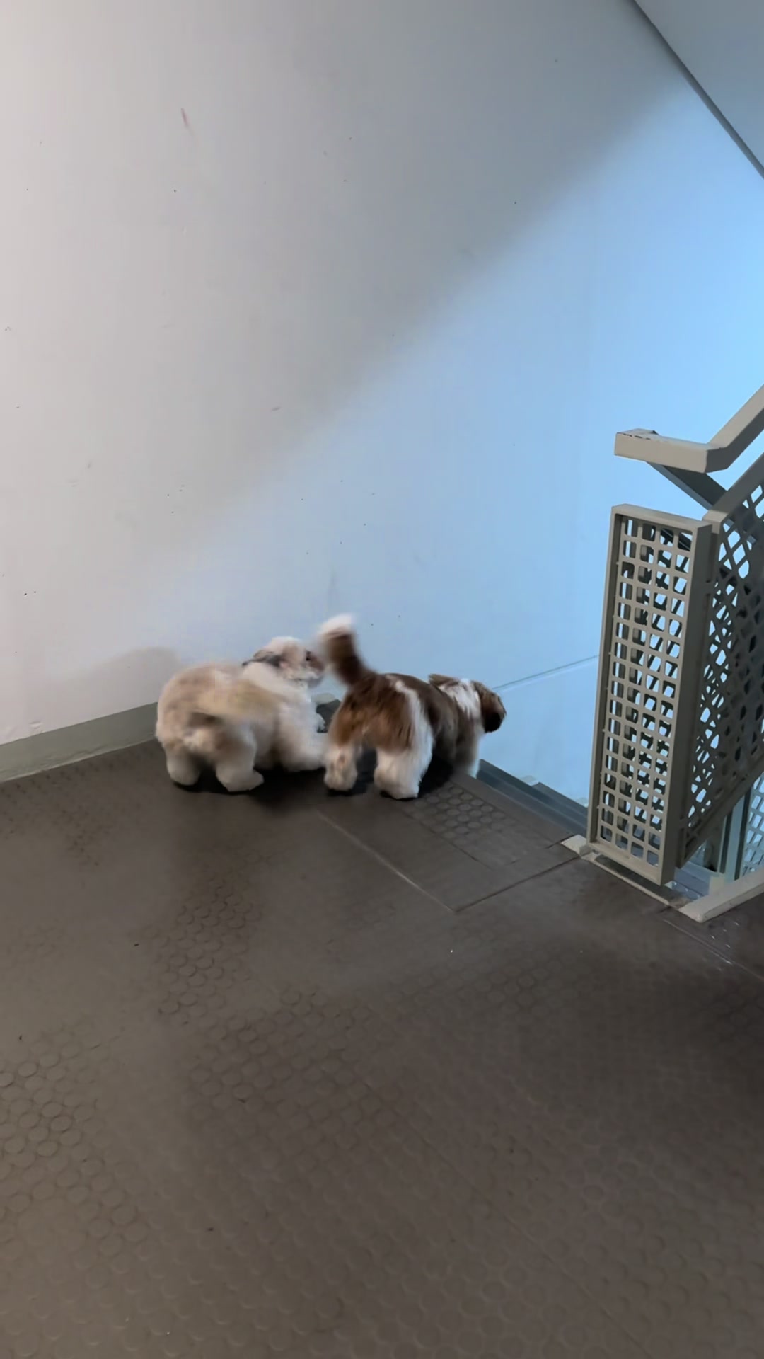 @Oscar😎  Lyalya 🥰 Hugo😜