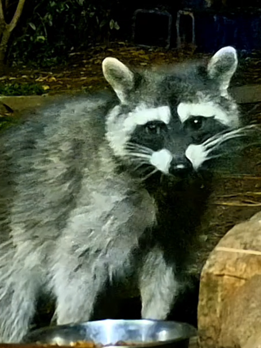 @crittersnackstation