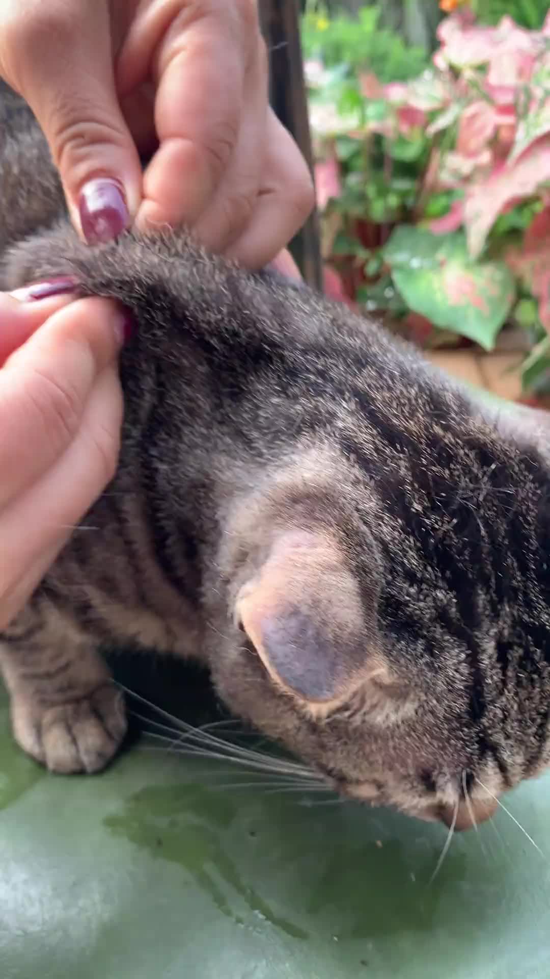 @CAT