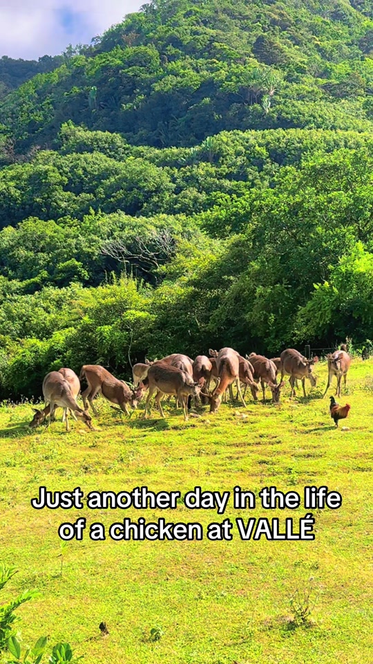 @Vallé Advenature Park