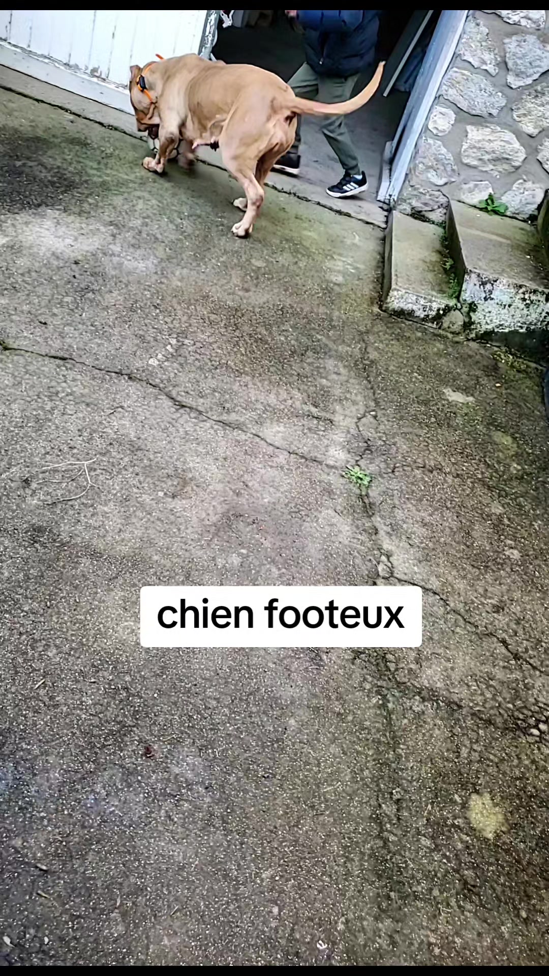 @AKATSUKI BULLY KENNEL 🇭🇹🇫🇷