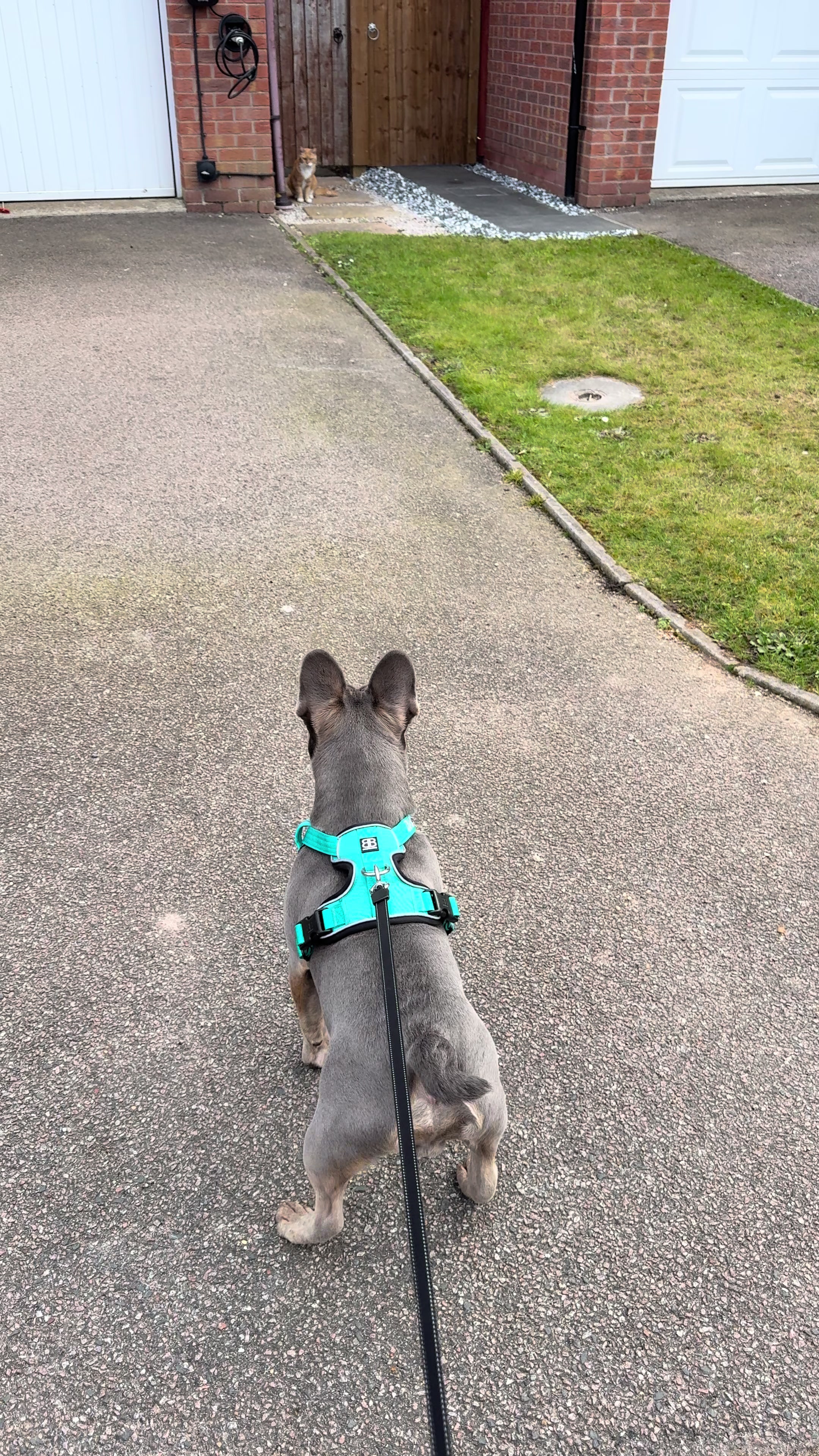 @Diablo the frenchie