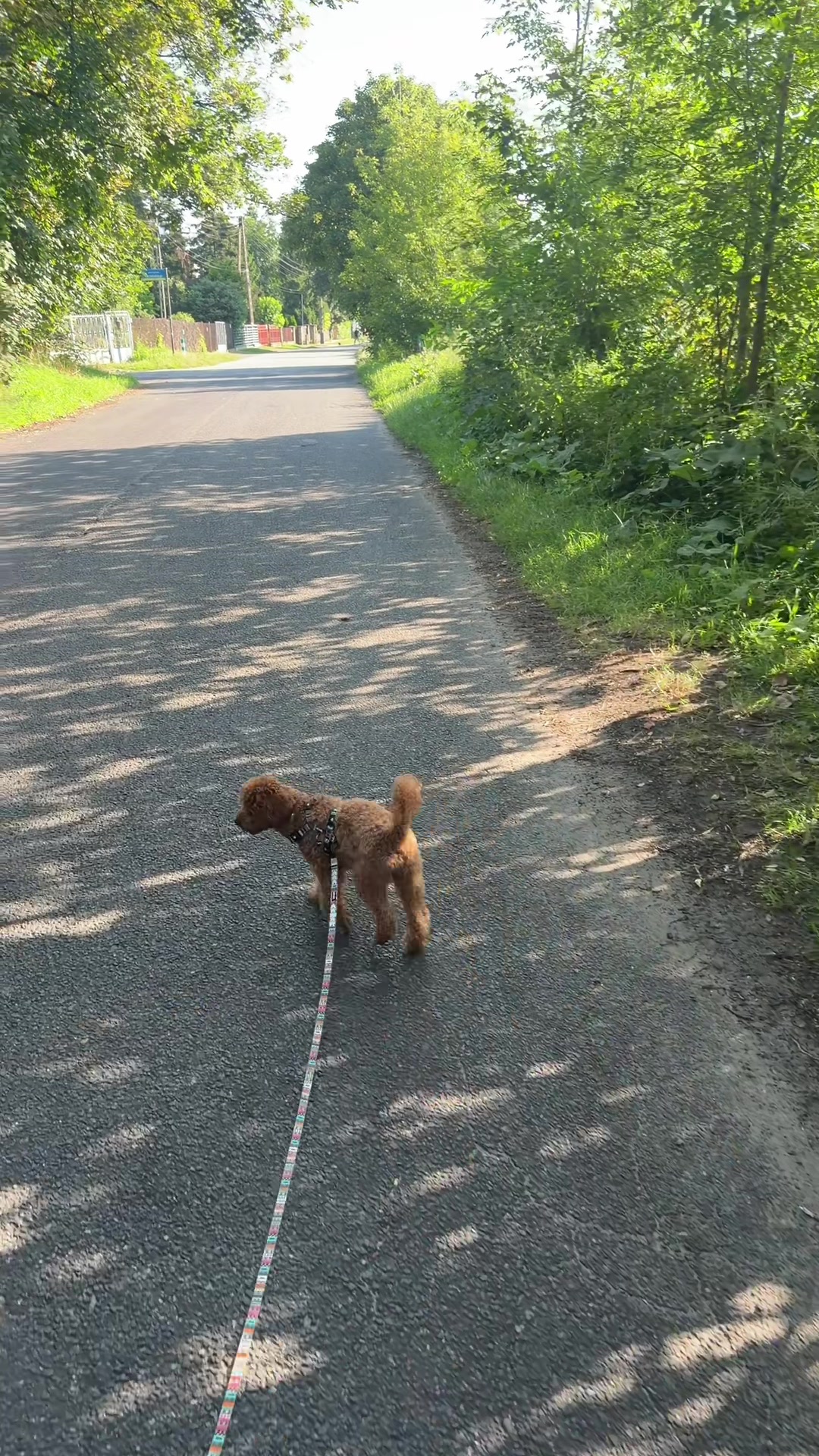 @Benni 🐾 IG: benni_toypoodle