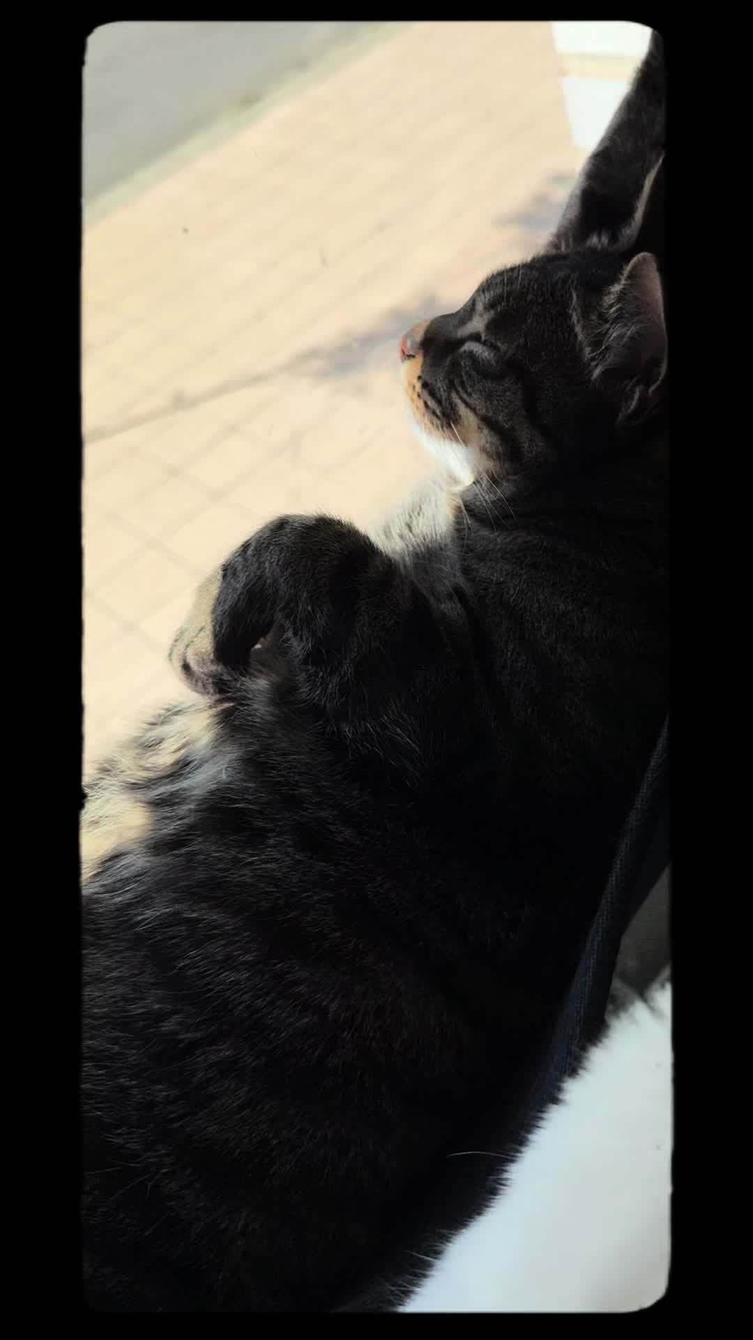@Love cats💖