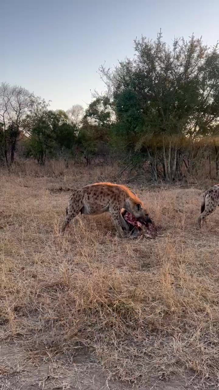 @Thornybush