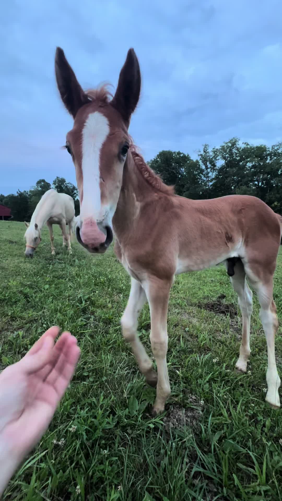 @Libby🐾❤️🐴