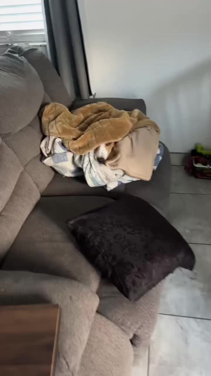 @Adventures of sky the beagle
