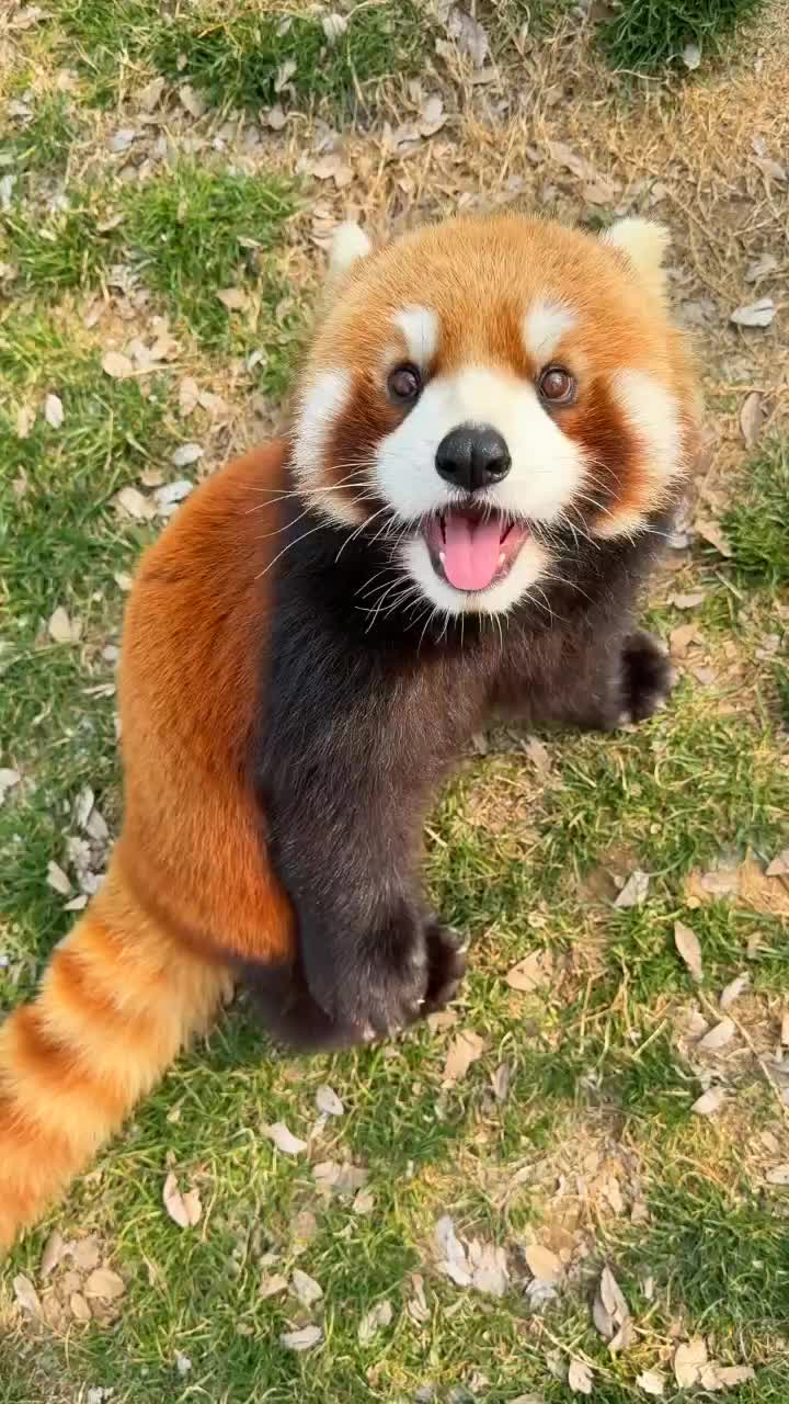 @littlepanda6487