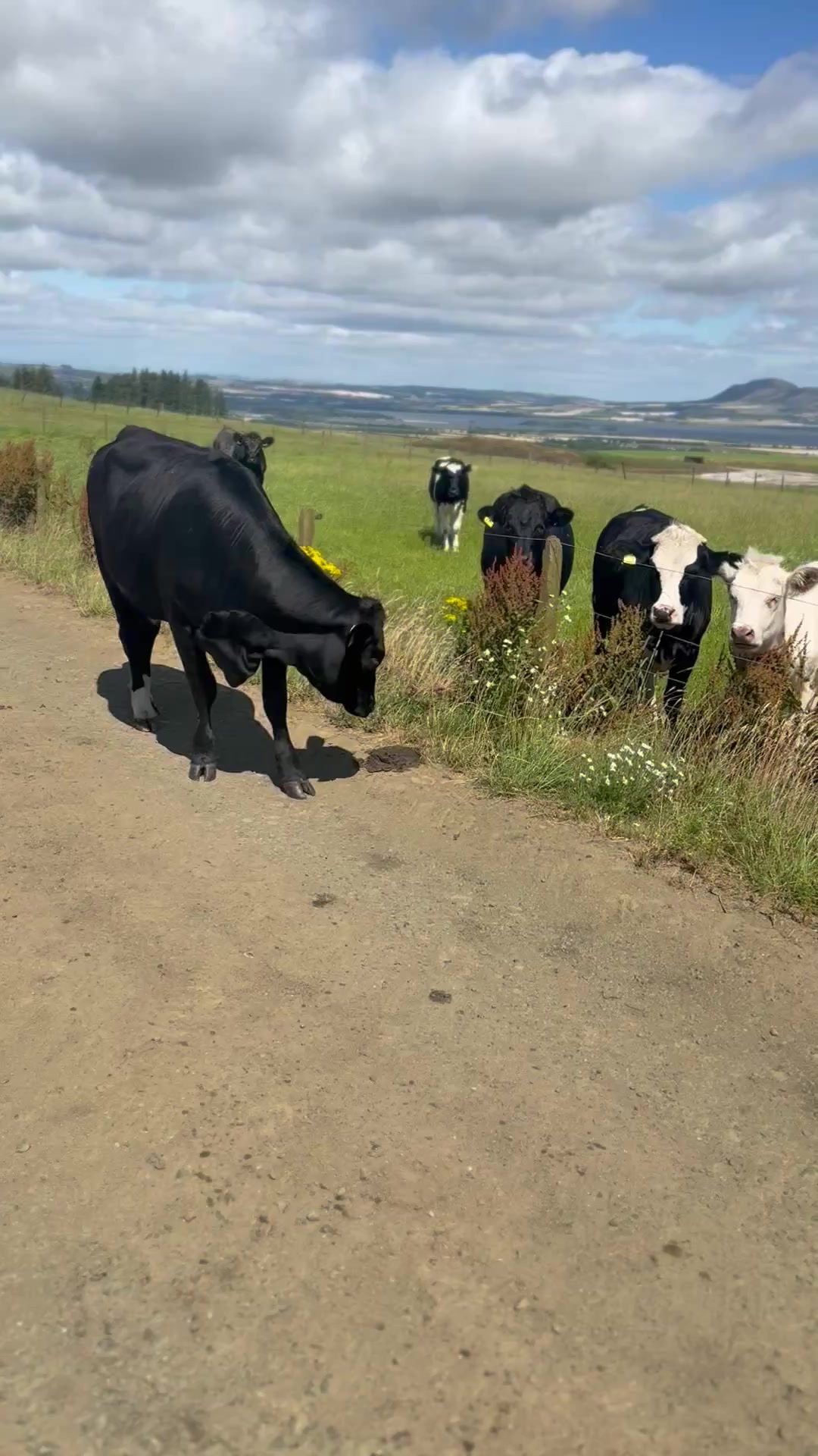 @Highland Coo Clan