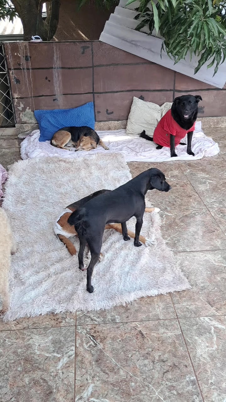 @Ismael e sua AuAuCreche 🐶💖