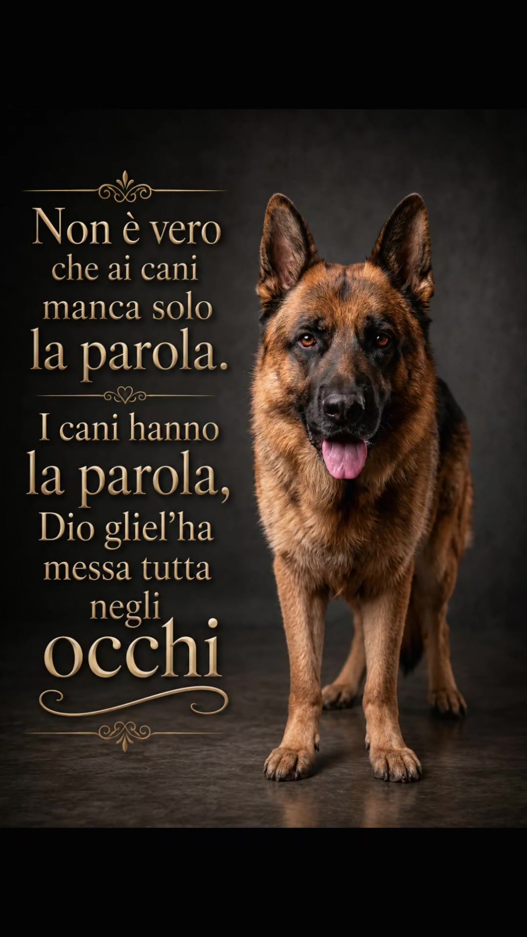 @Ale4Pets