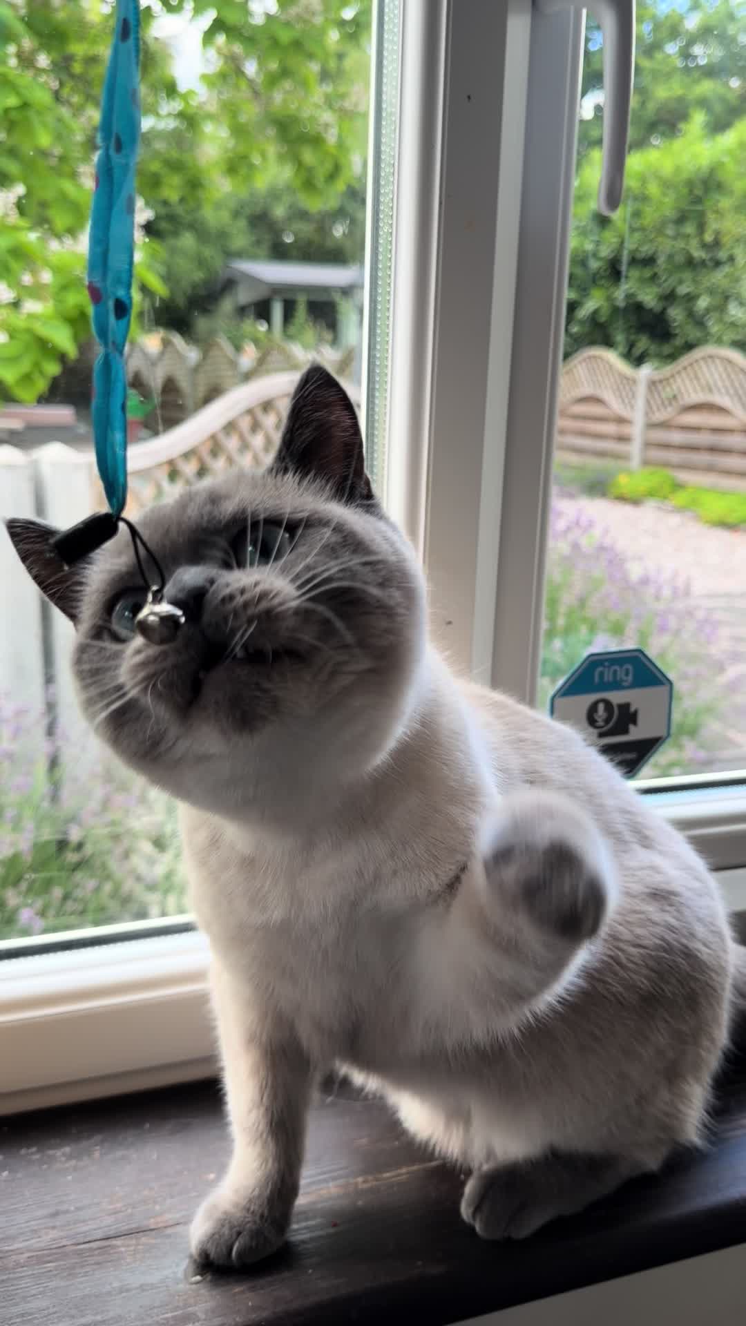 @Herongate Village Cattery
