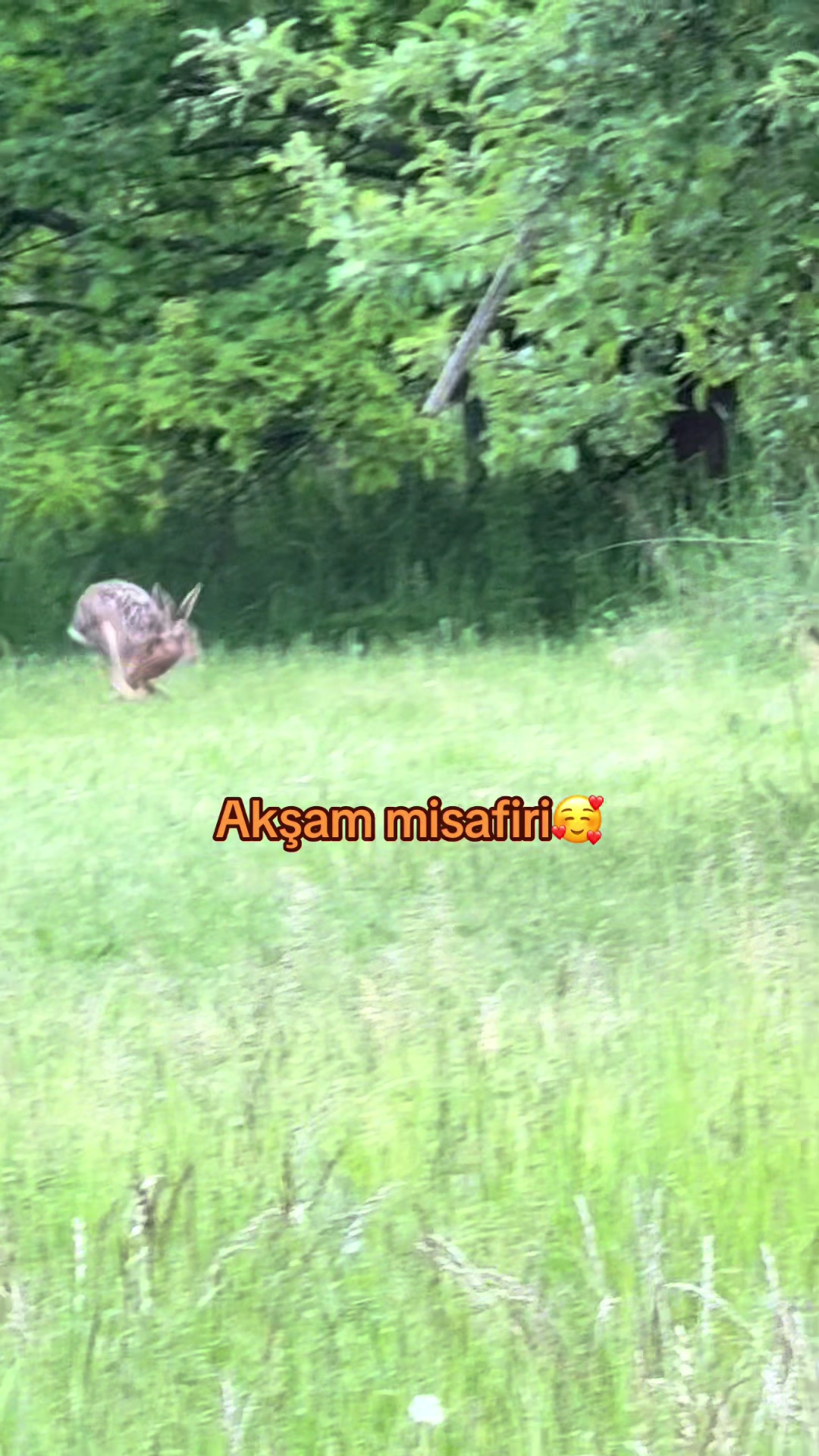 @Vizztanbul Faruk