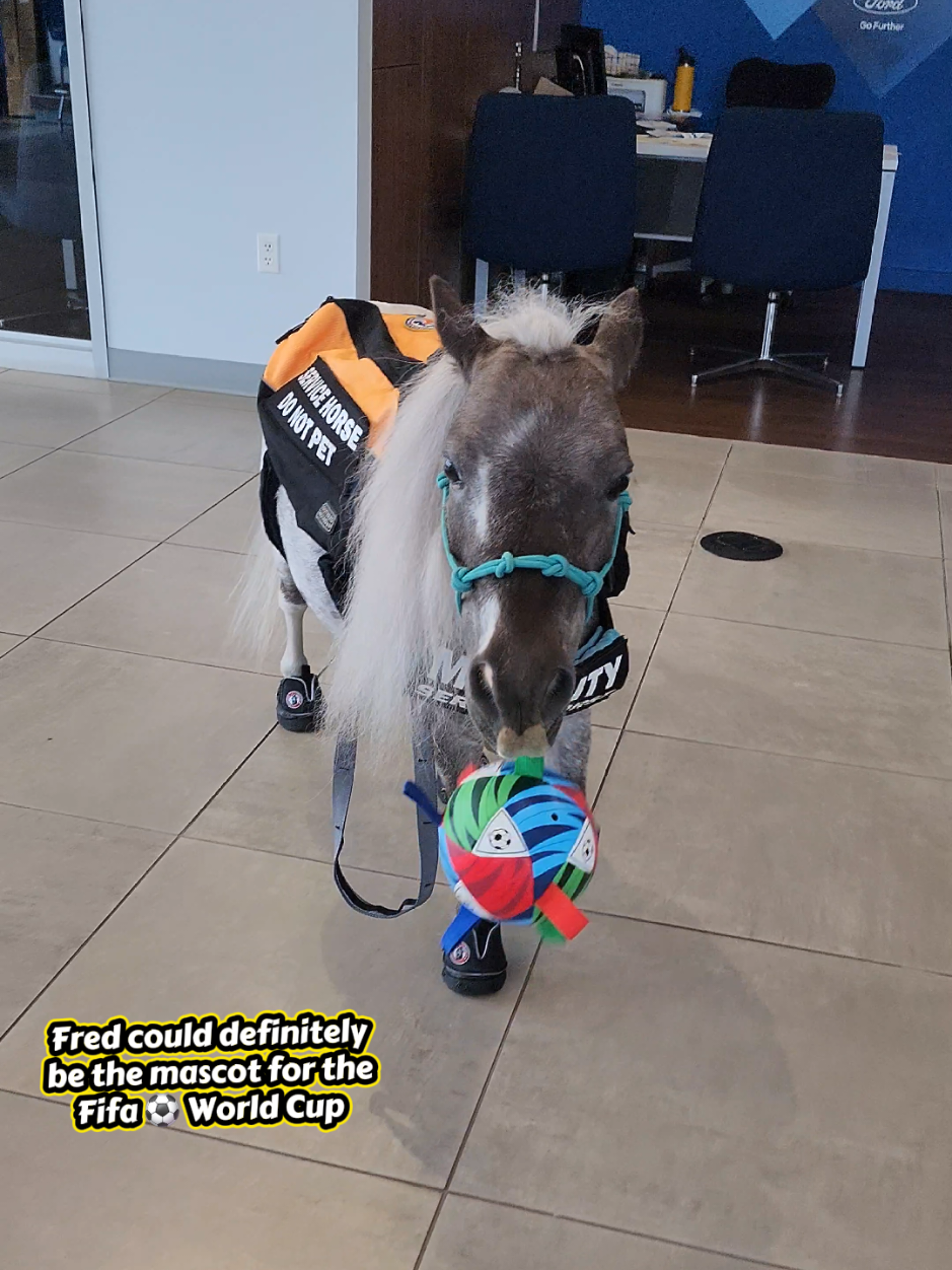 @minihorsemomandtrainer🐴🐴🐴🐴