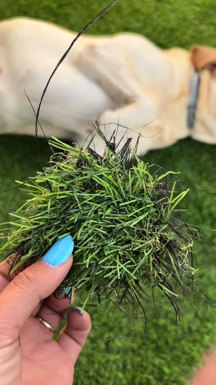 @ALMA_labradorRetriever