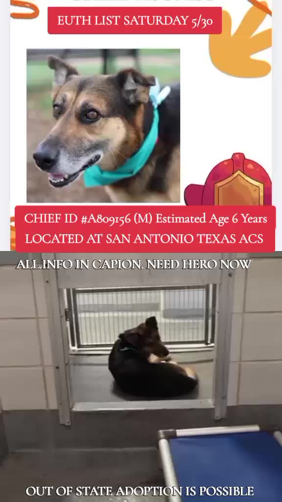 @@rescuedogs911