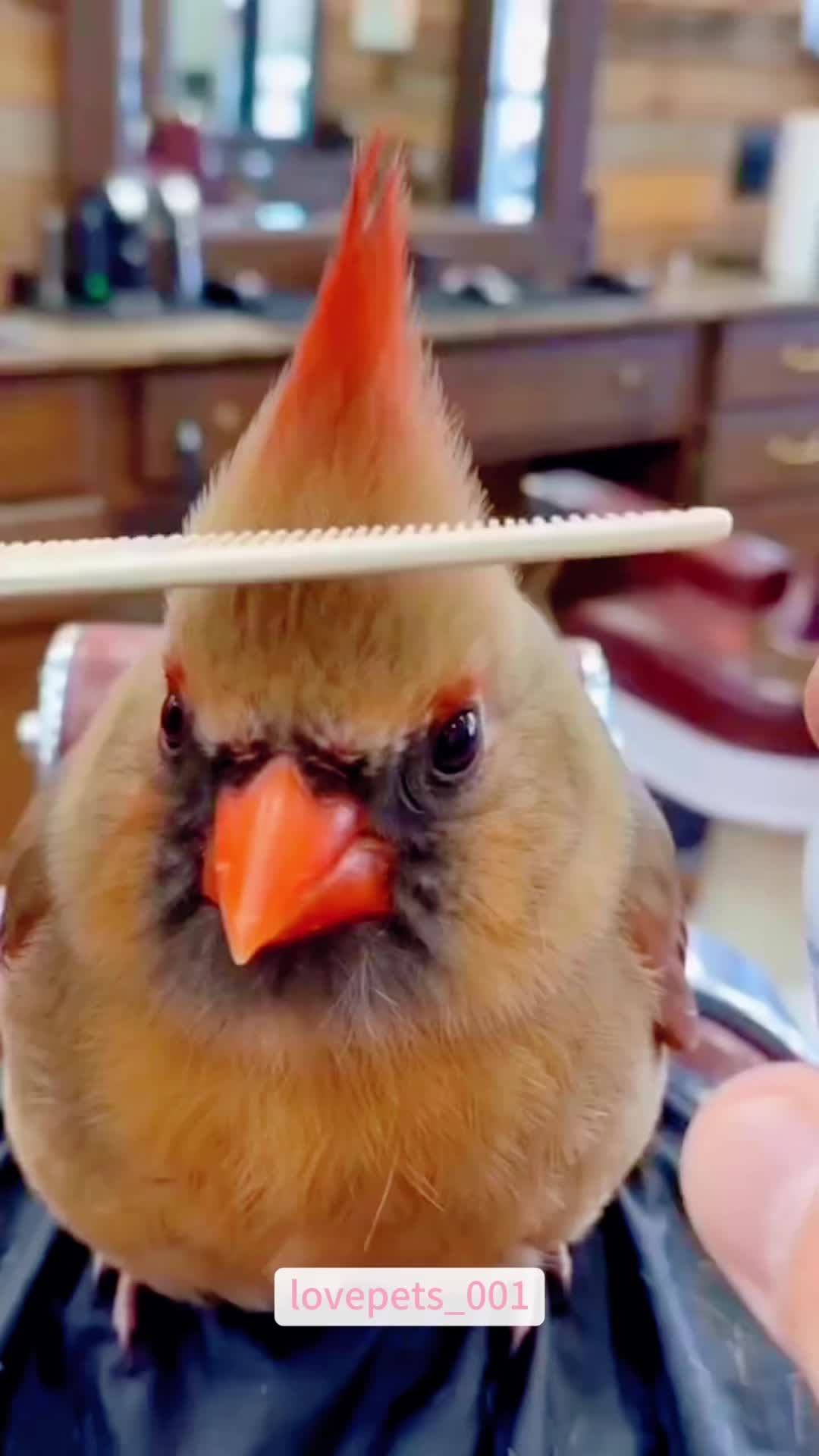 @lovepets_001