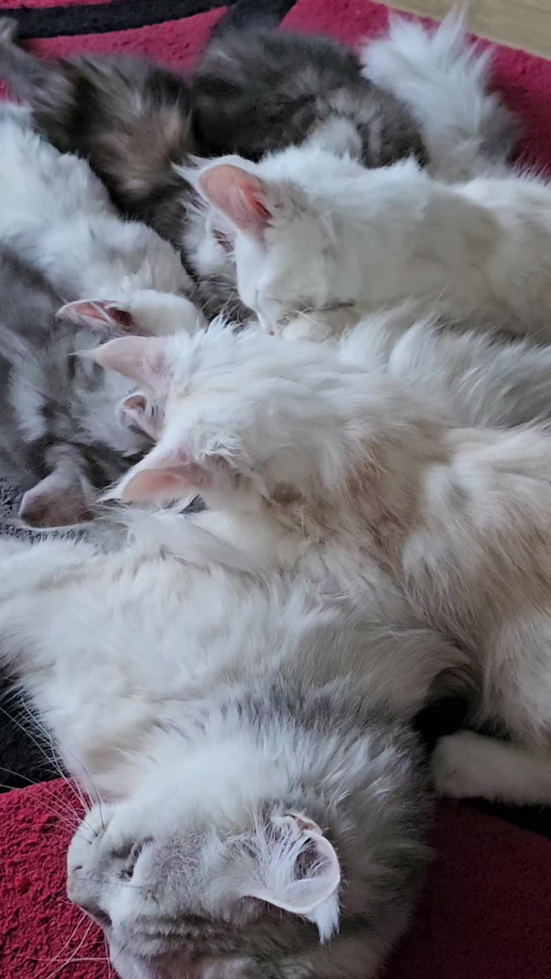 @KARIBRY Maine Coons uk