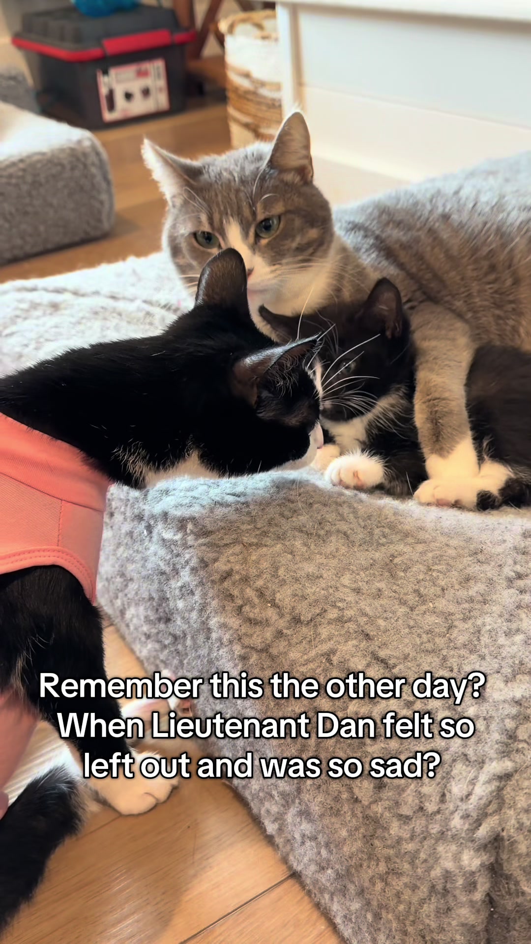 @soccercatmom