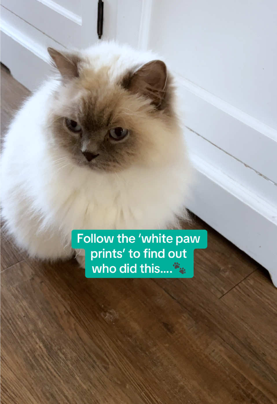 @Dutchkittycat