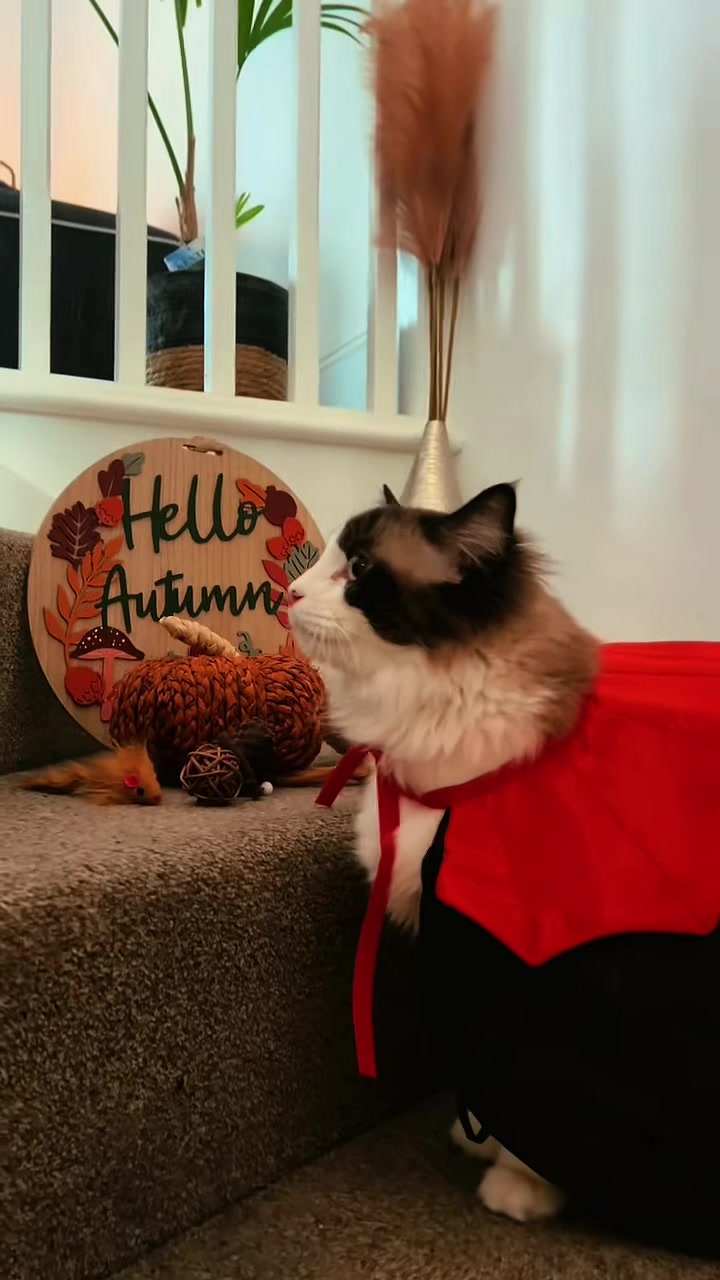 @Ted the ragdoll cat 🐾