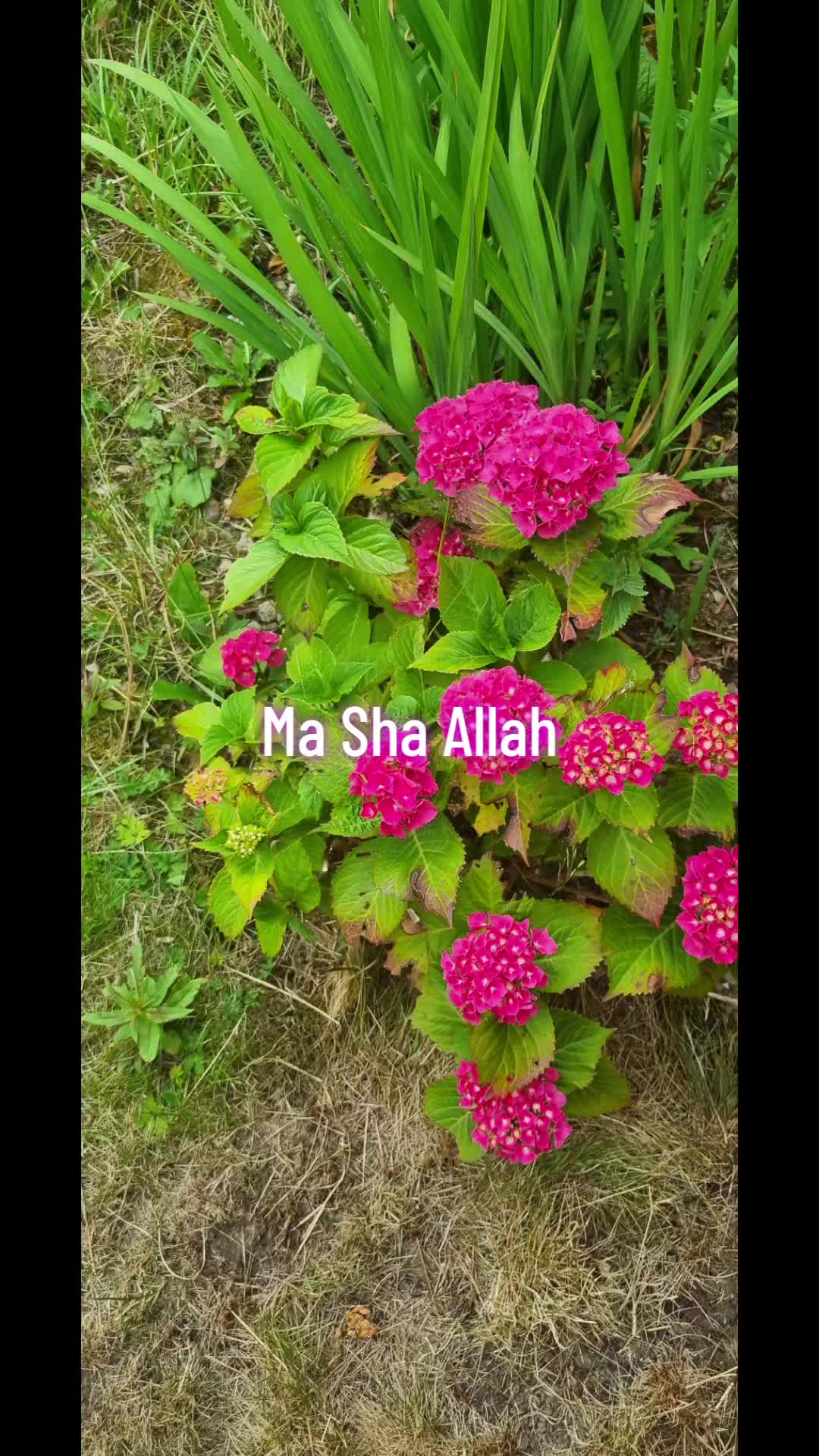 @Dr Neelum Nawaz