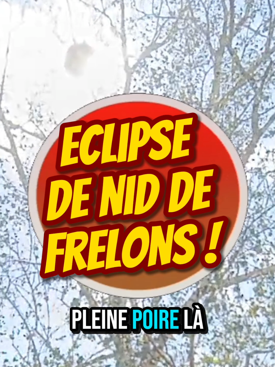 @Médoc Guêpes Frelons Services