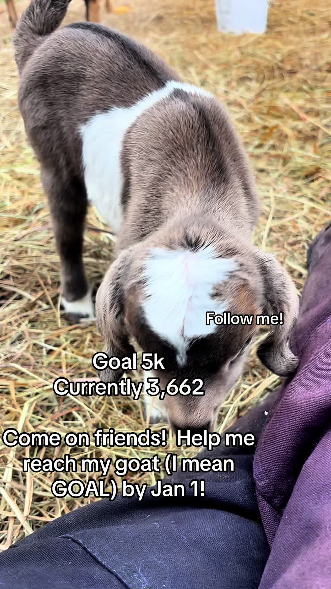 @Erin - The Feathered Goat