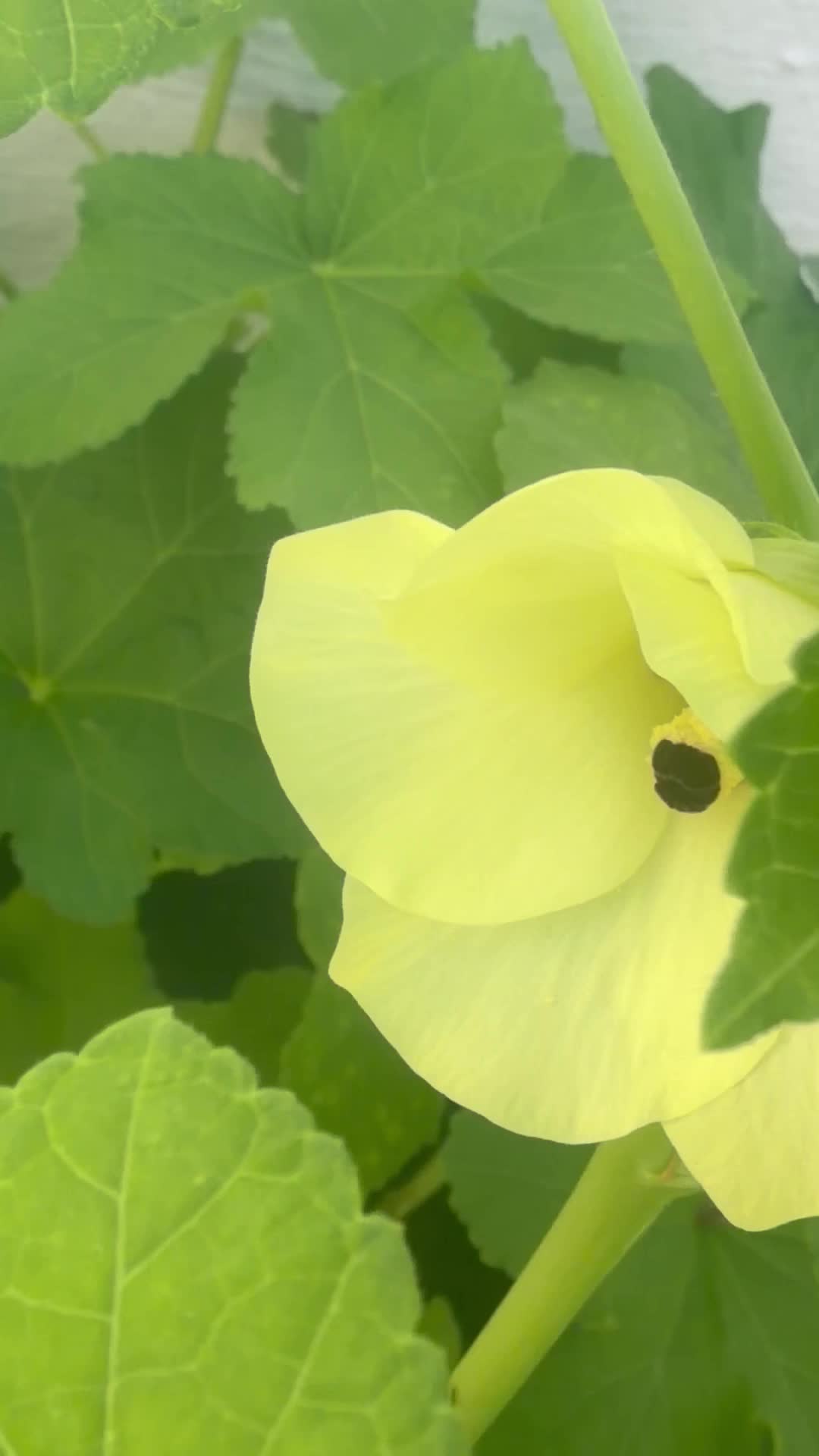 @Gracefully farm land