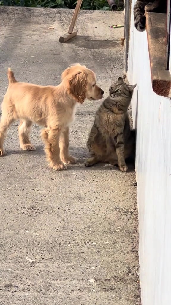 @animalmemester