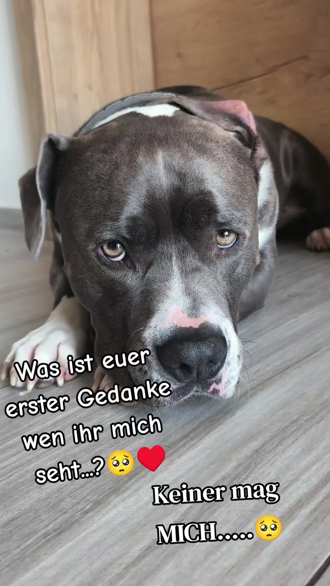 @Kampfschmusser_Nero🖤