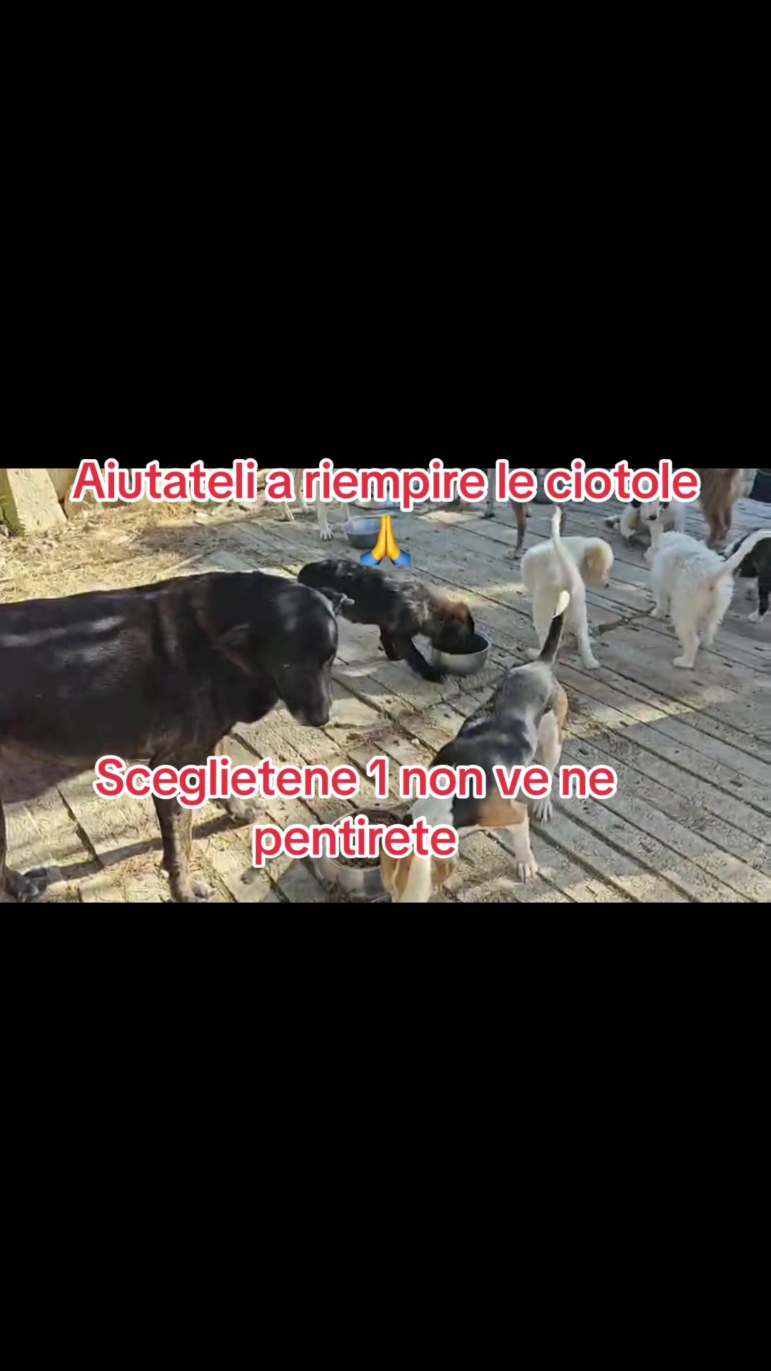 @I randagi di nessuno