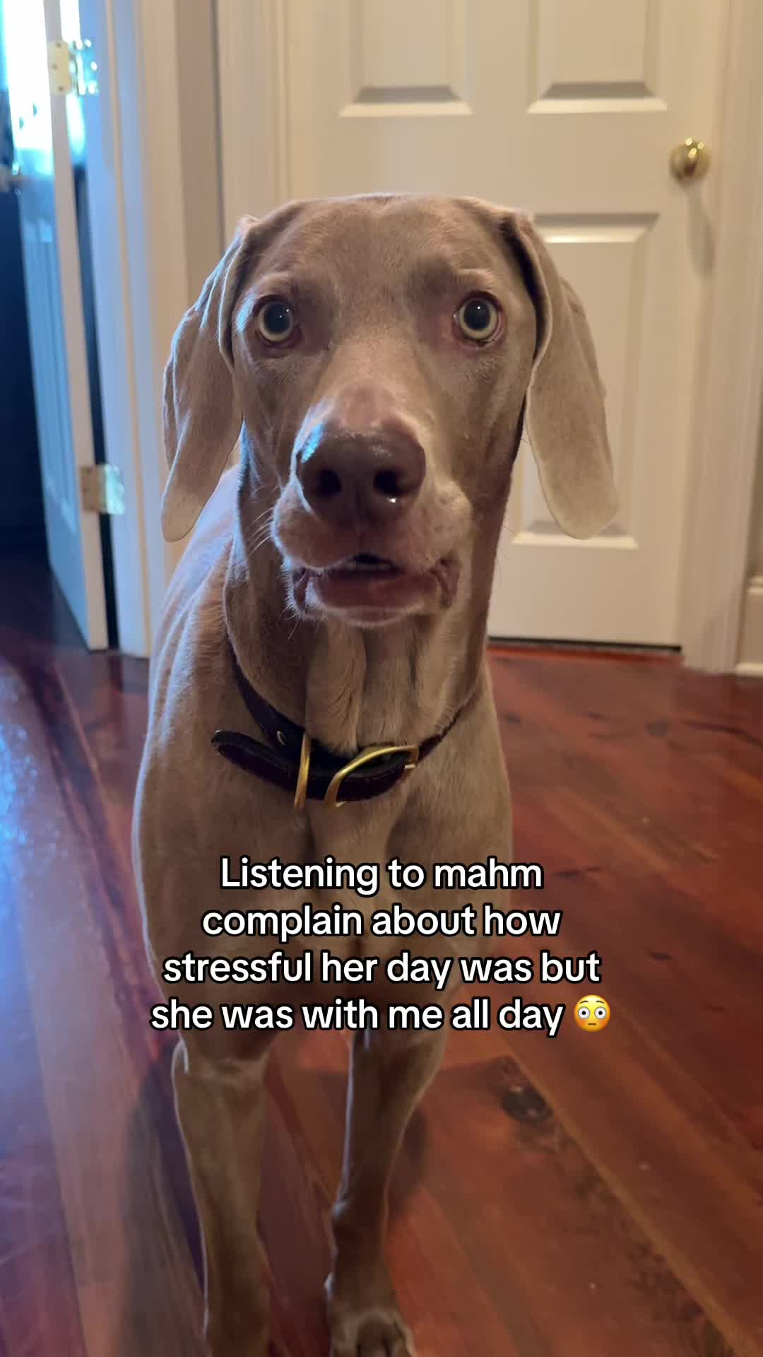 @Zoey the Weim