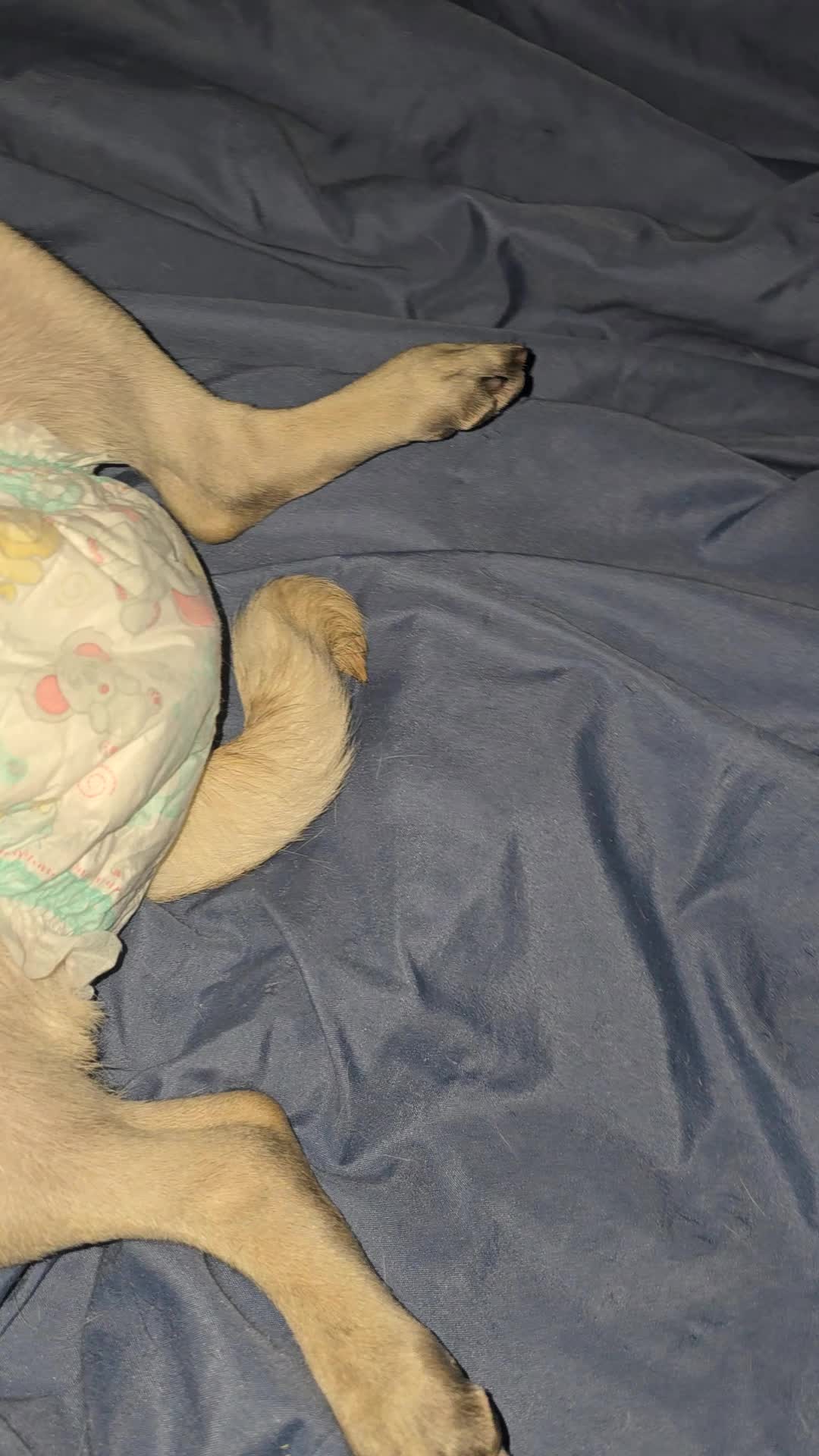 @Lizzylapug🐶🌸