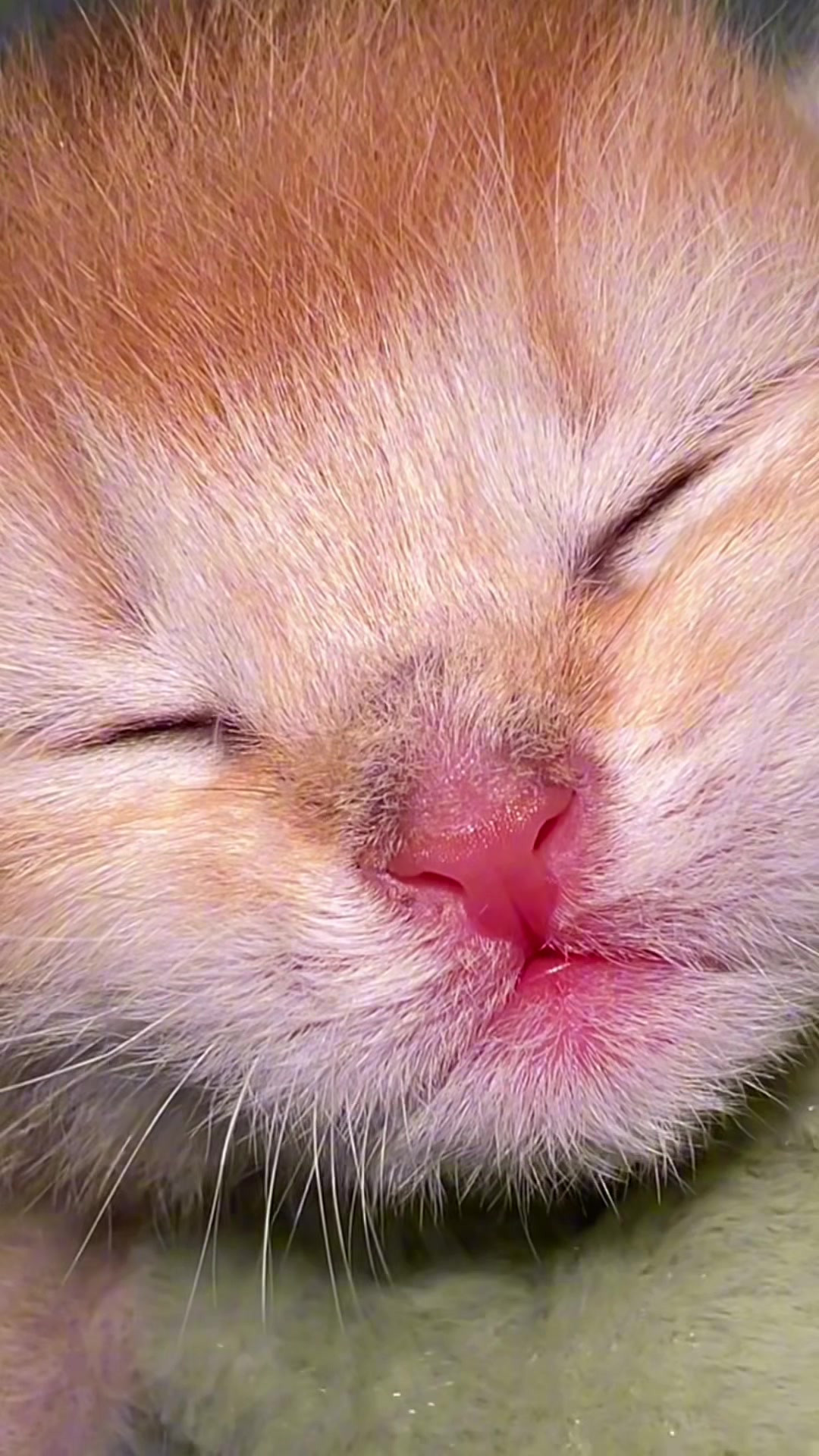 @Soothing Cats😻