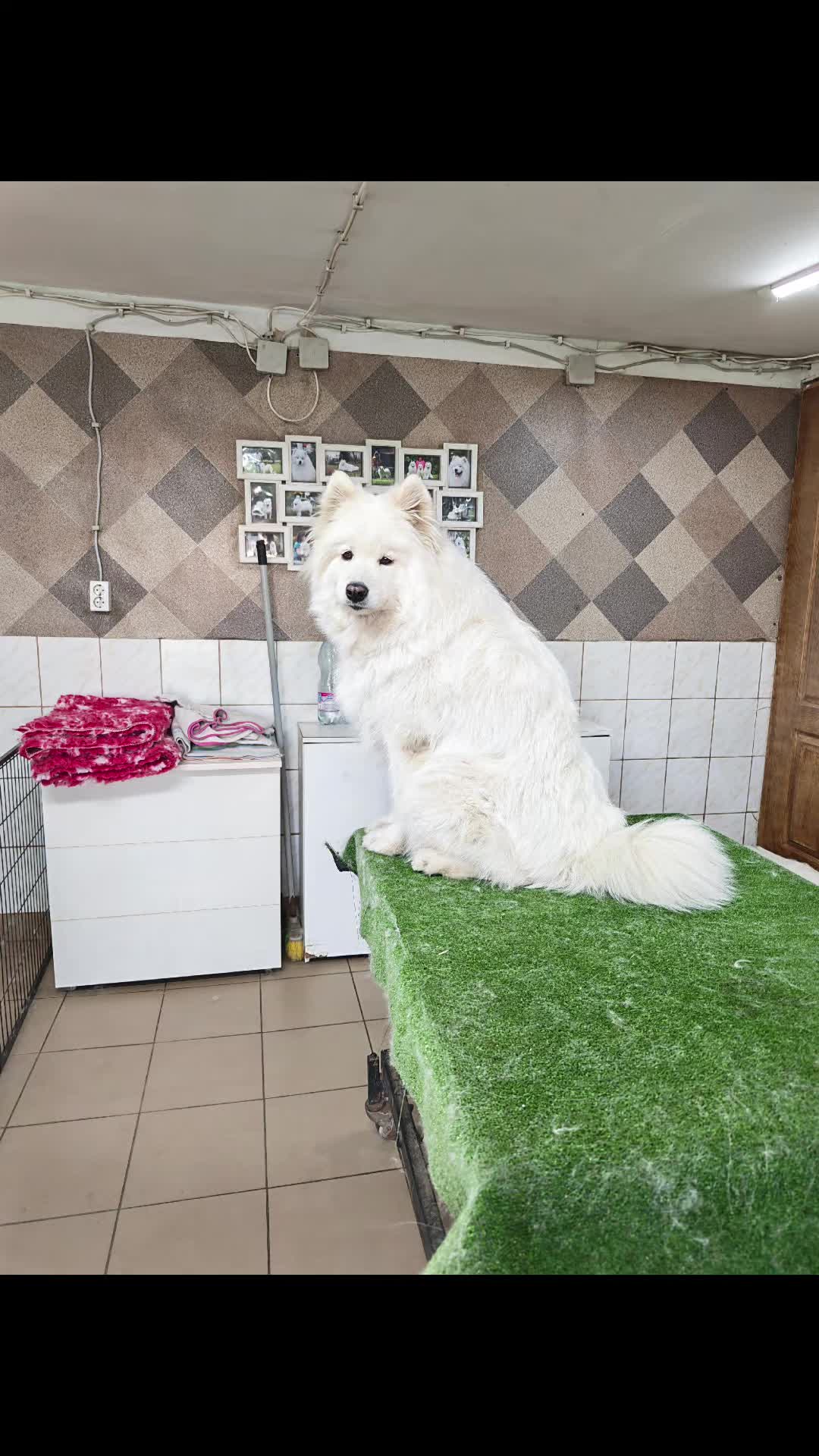 @Lovely Snow Diamonds Samoyed